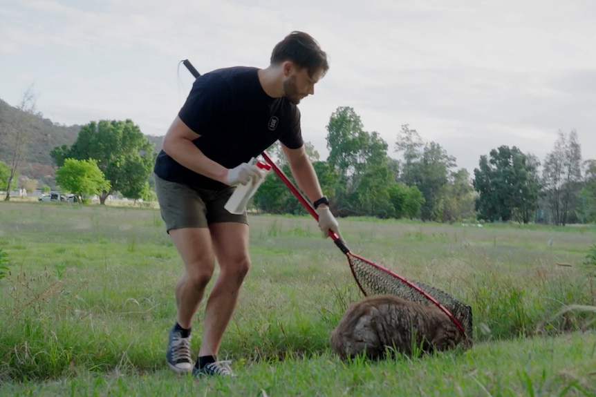 A man captures a wombat in a net