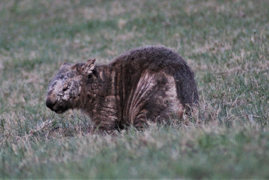 A mangey wombat in a field