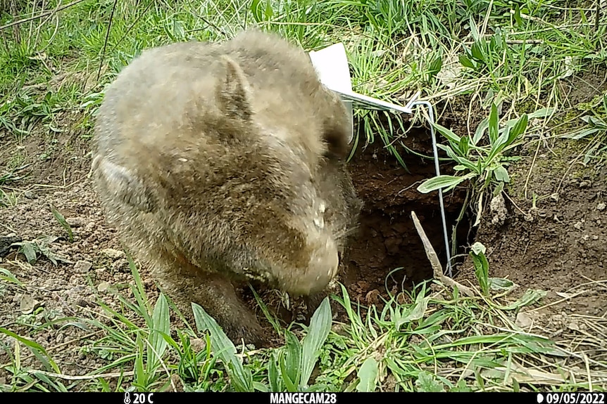 A scruffy wombat scratches themselves