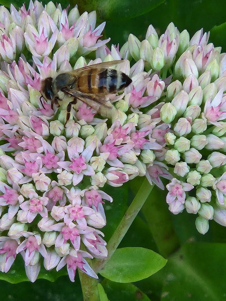 close up of a bee on Autumn Joy sedum flower