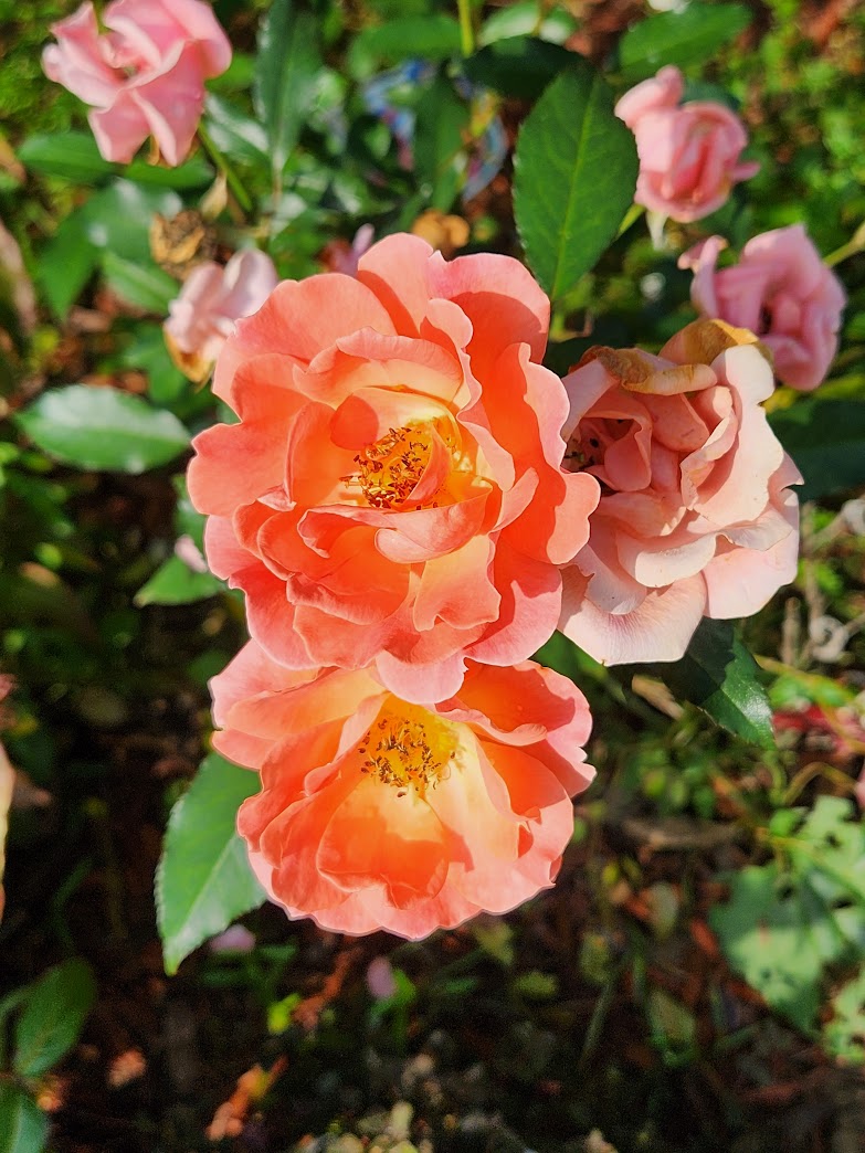 close up of peach colored roses