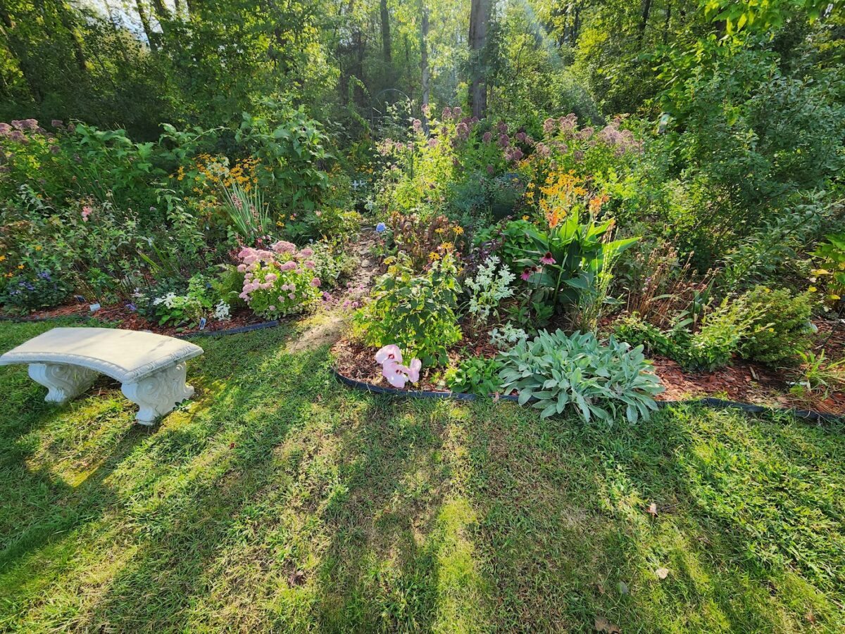 wide view of garden bed with sunlight streaming through