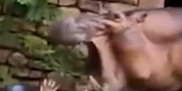 This is the horrifying moment a hippo started baring its huge teeth as it closes in on its zoo keeper