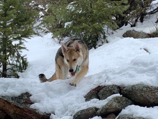 Gut bacteria found in wild wolves may be key to improving domestic dogs’ health