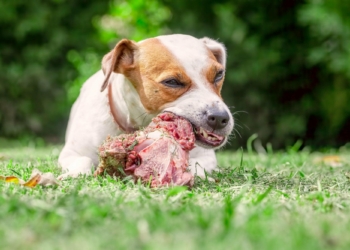 Dog Eating Raw Meat jpg