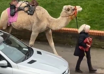 Moment woman is spotted walking her CAMEL through the streets jpg