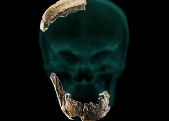 Static Skull Mandible Parietal Orthographic scaled jpg