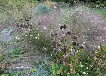 29 Eryngium Flowering grasses jpg