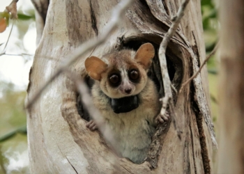 Grey Mouse Lemur scaled jpg