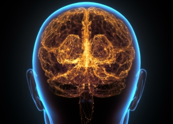 Human Brain Neural Network Cerebral Cortex jpg