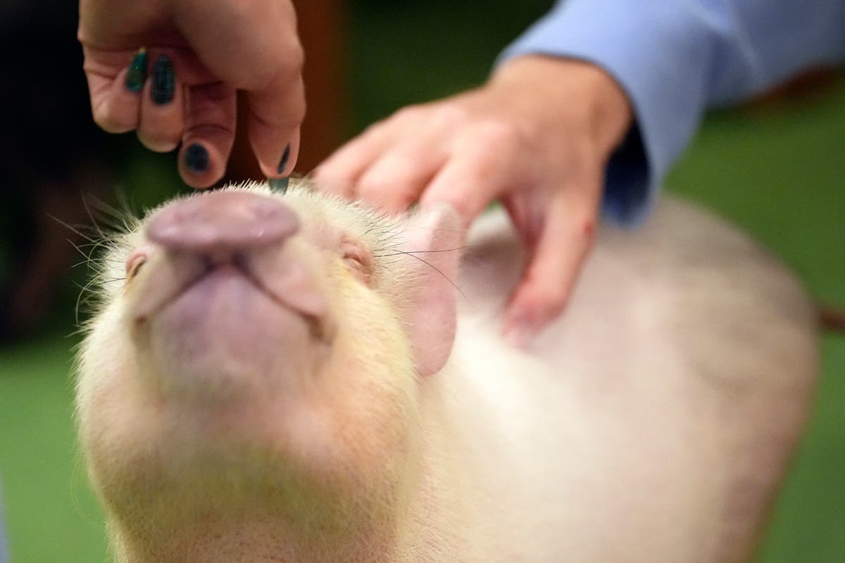 At trendy Japanese cafés, customers enjoy cuddling with pigs