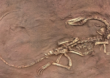 Skeleton of the Early Dinosaur Coelophysis bauri jpg