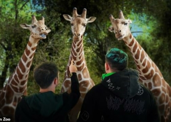 The future of entertainment Inside the worlds first Hologram Zoo jpg