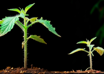 Tomato Plant Growth Art jpg