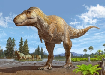 Tyrannosaurus mcraeensis Reconstruction jpg