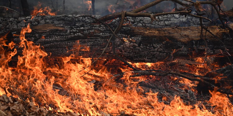 a burning tree trunk felled with large flames