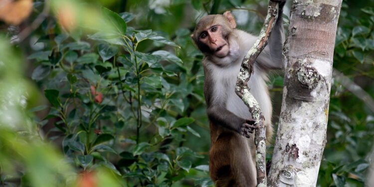 6 monkeys are still on the loose from a South Carolina compound after dozens escaped