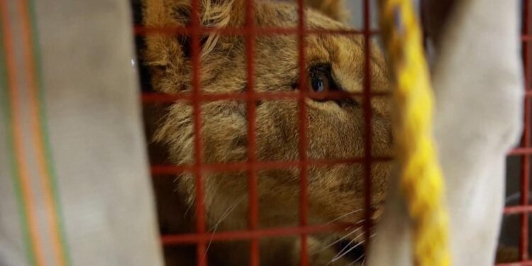 8-month-old lioness wanders neighbourhood in Mexico