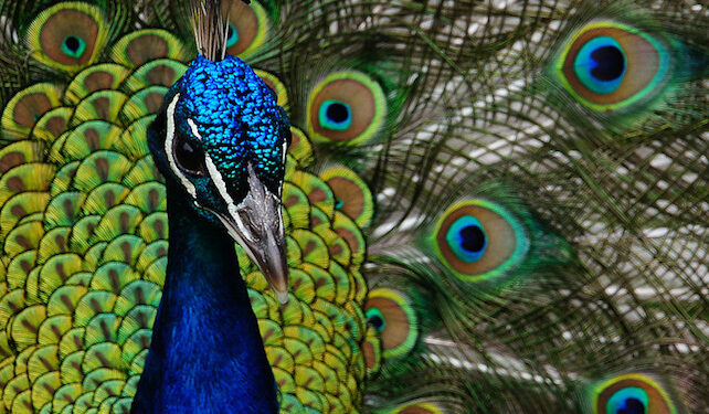 closeup of peacock's head with unfurled tail in background