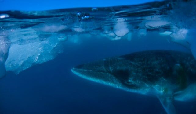 A Mysterious Noise in The Ocean Sounds Like Leviathans Talking : ScienceAlert