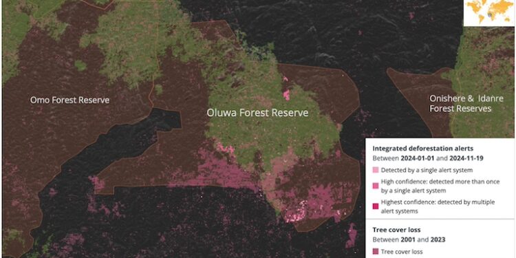 Only about half of Oluwa Forest Reserve was covered in primary forest as of 2001. Eighteen percent of that which remained was cleared between 2002 and 2023, with large areas of further loss in 2024.