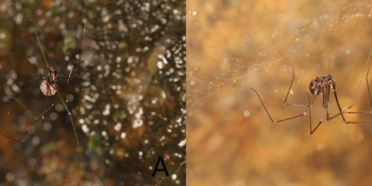 A new species of Khorata Huber, 2005 (Araneae, Pholcidae) from Jiangxi Qiyunshan National Nature Reserve, southern China