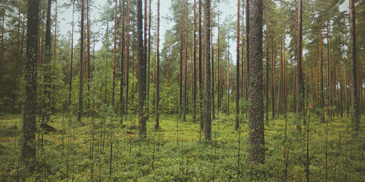 ÄŒaÅ‹tewasake â€“ Fortitude - Photo