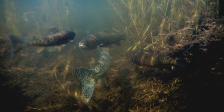 Alberta's trout habitat shrinks as streams warm » Yale Climate Connections