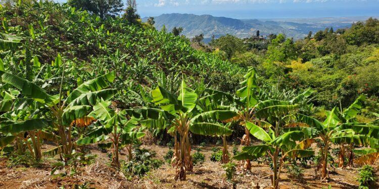 Â¿CÃ³mo afecta y afectarÃ¡ el cambio climÃ¡tico a la seguridad alimentaria? » Yale Climate Connections