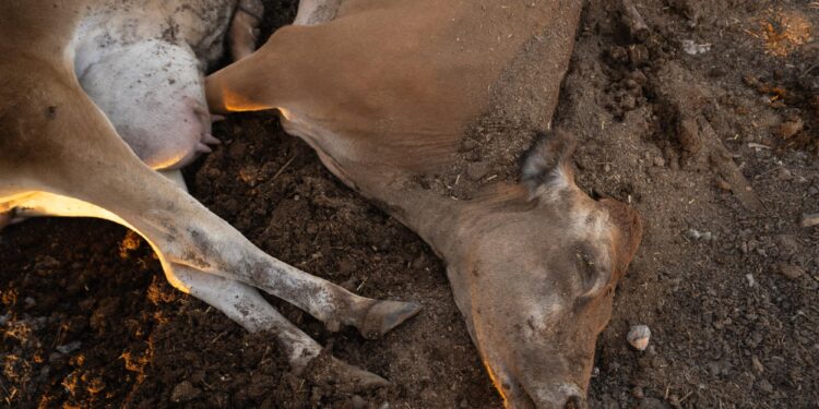 Two dead cows lay on the ground.