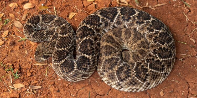 Blind Senior Dog Saves Volunteer from Rattlesnake