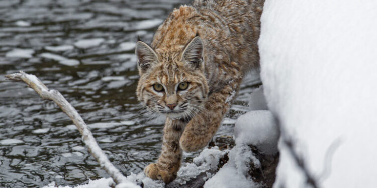 Bobcats are back, and theyâ€™re helping protect people from zoonotic disease