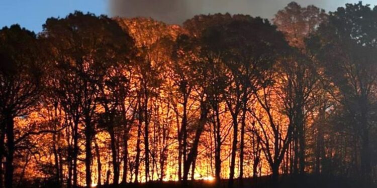 Brush fire breaks out in Brooklyn's Prospect Park as Northeast drought continues