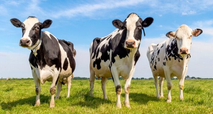 3 Cows black and white group together in a field