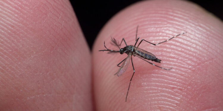 A close-up photo of an Aedes mosquito on a person's finger.