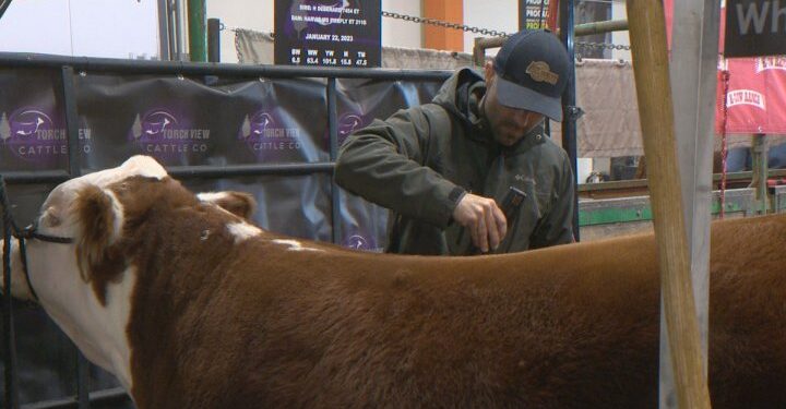 Canadian Western Agribition returns to Regina