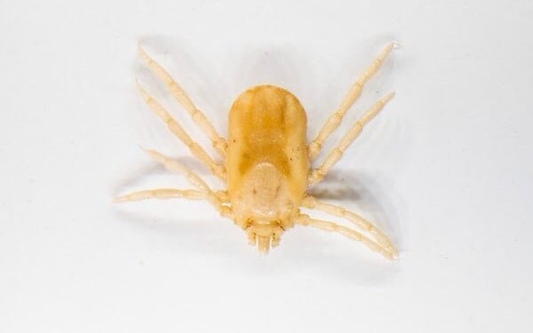 A female Rhipicephalus (Boophilus) microplus, Southern cattle fever tick. The USDA-Texas A&M Department of Entomology study identified chromosomes that determine whether ticks develop as male or female. The discovery could lead to novel control methods of these and other disease-spreading ticks. (Sam Craft/Texas A&M AgriLife)