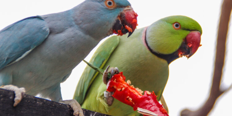 two parrots eating a red chili pepper