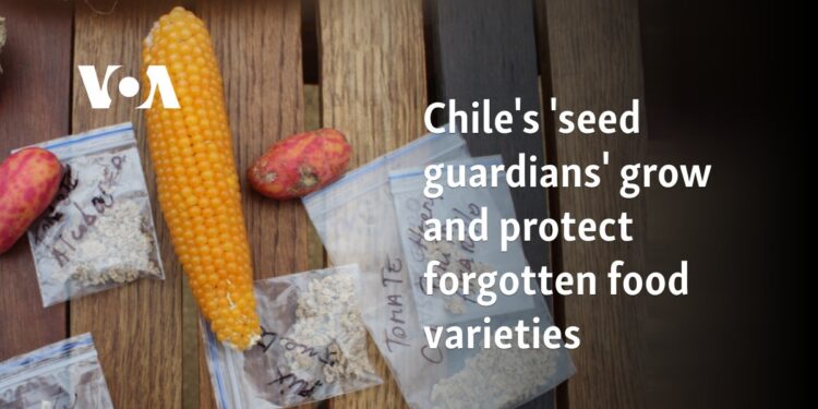 Chile's 'seed guardians' grow and protect forgotten food varieties