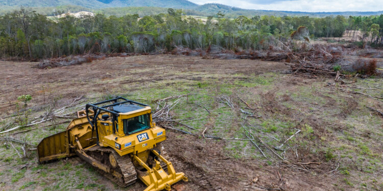 Coles urged to beef up deforestation policies at AGM - Greenpeace Australia Pacific