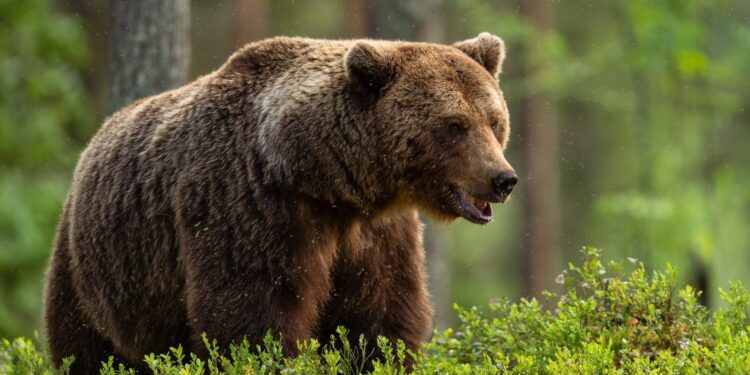 Czechian Zoo Condemns Slovakiaâ€™s Bear Hunting Rules