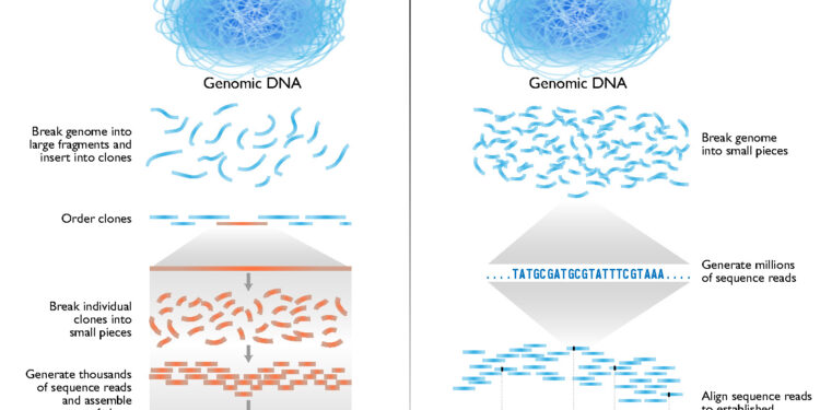 Original human genome sequencing method and how individual genomes are now sequenced