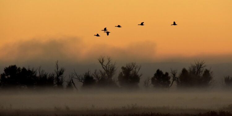 Ducks delay their migration as the climate warms » Yale Climate Connections