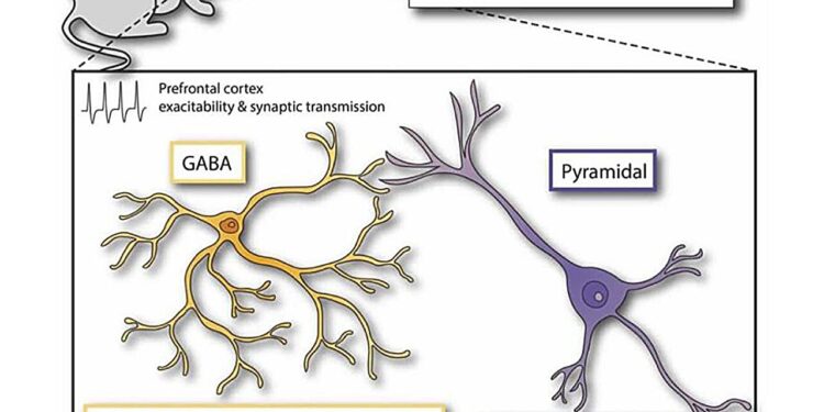 Early adult binge drinking has lasting impact on aging brain in mice