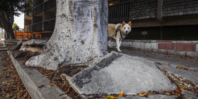 Editorial: How L.A. squanders millions that could be spent fixing its streets and sidewalks