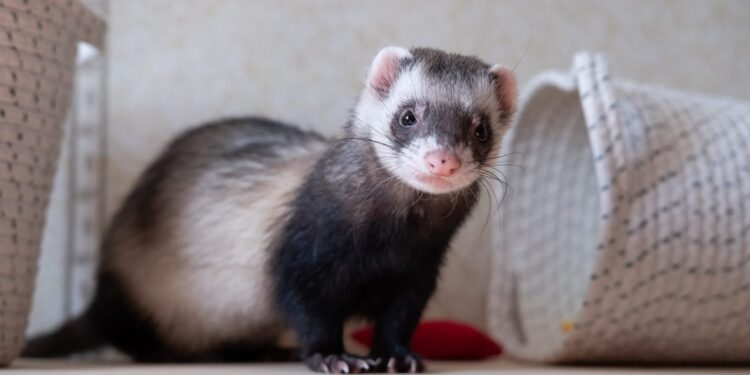 Endangered Cloned Ferret Gives Birth to Healthy Kits