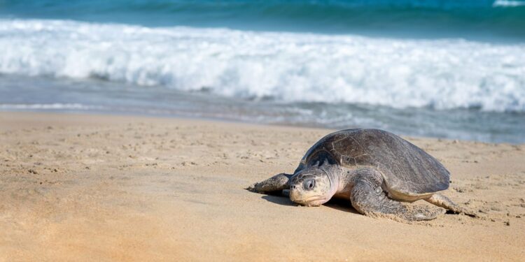 Endangered Sea Turtle Completes Incredible 5,000-Mile Journey Back to Gulf of Mexico