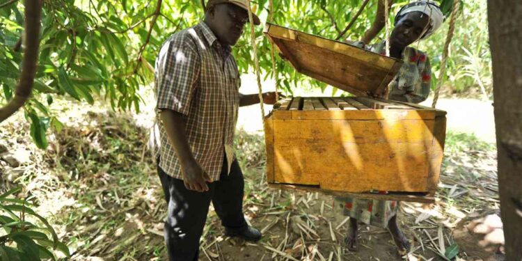 Farmers Use Bees to Deter Elephants from Romping Over Cropsâ€“a Win-Win for All