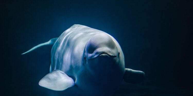 Film Looks into the Mystery of Hvaldimir, the Beluga Whale Accused of Espionage