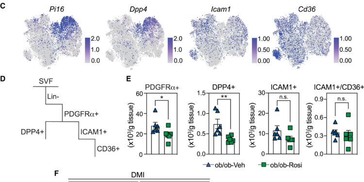 Findings could lead to new, more effective therapies for managing diabetes